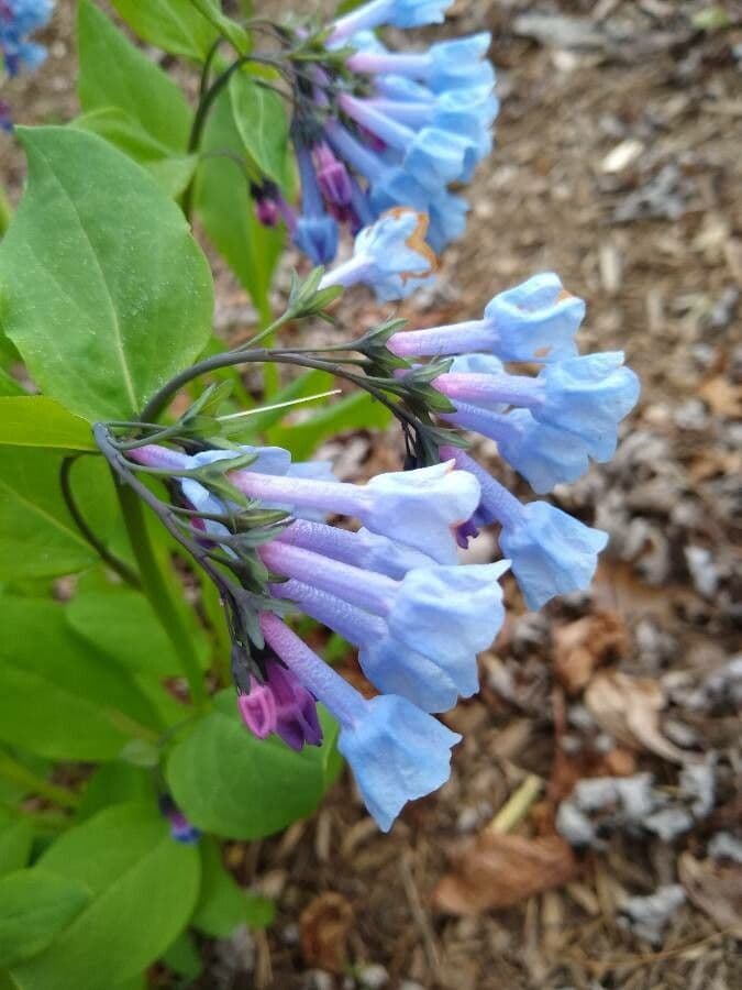 Mertensia virginica