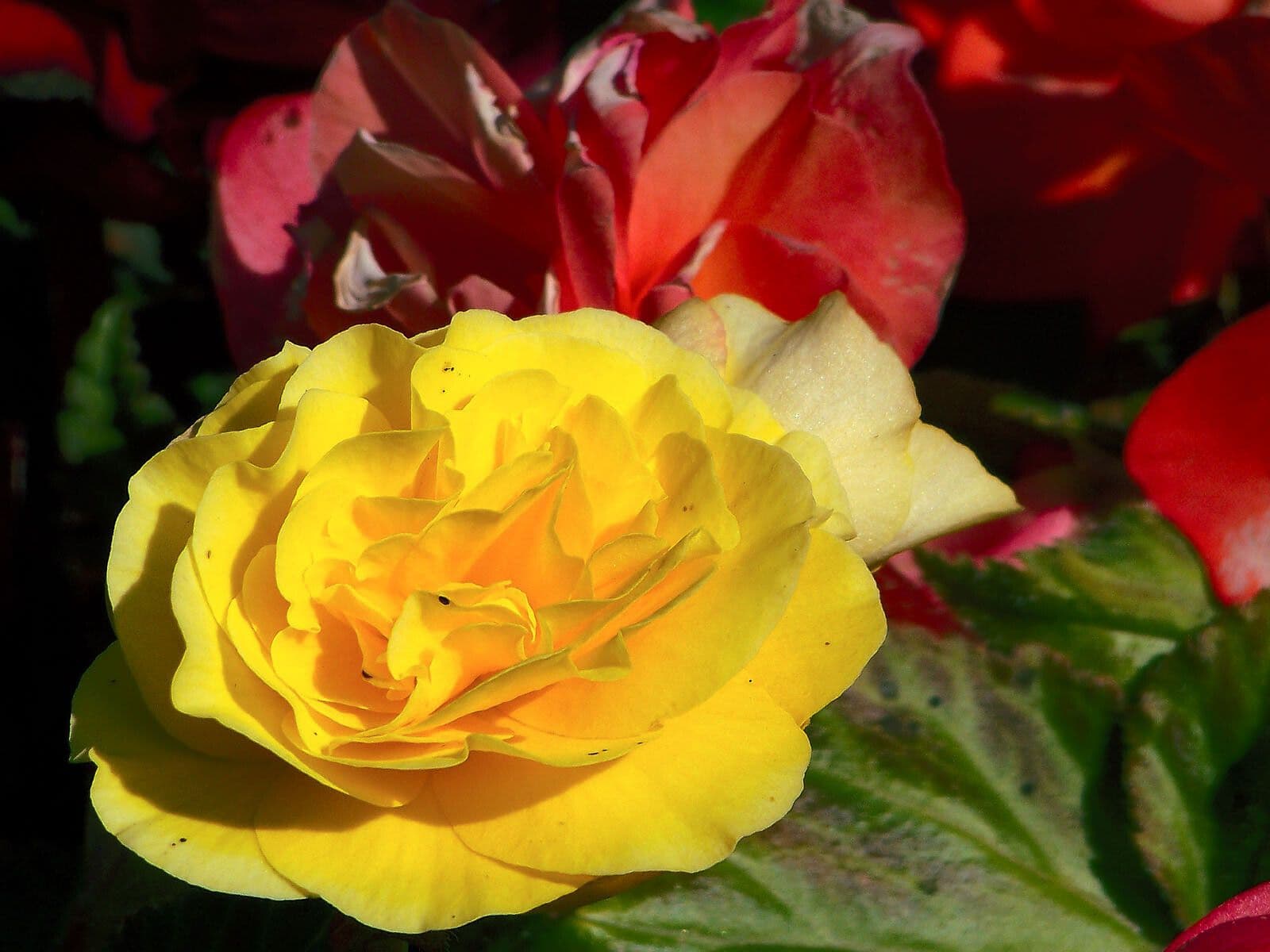 Begonia tuberhybrida