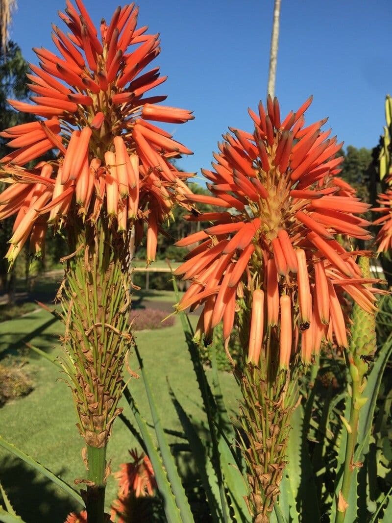 Aloe arborescens