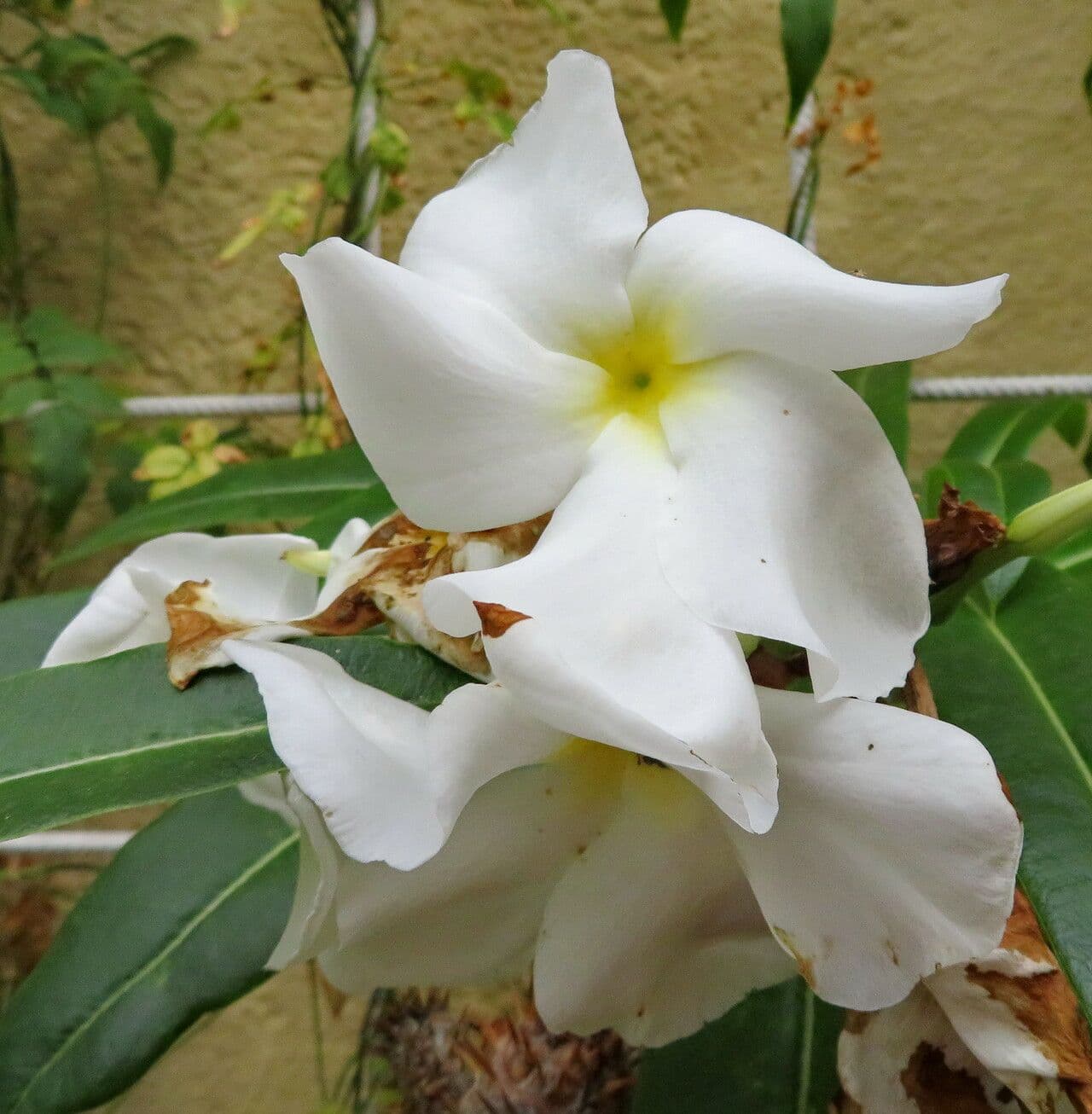 Pachypodium lamerei