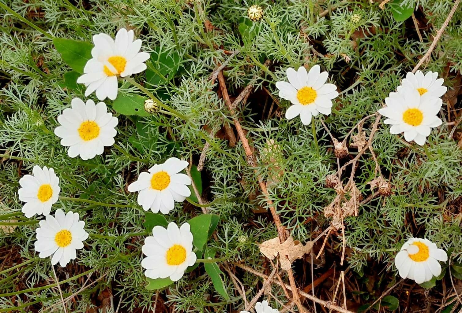 Chamaemelum nobile