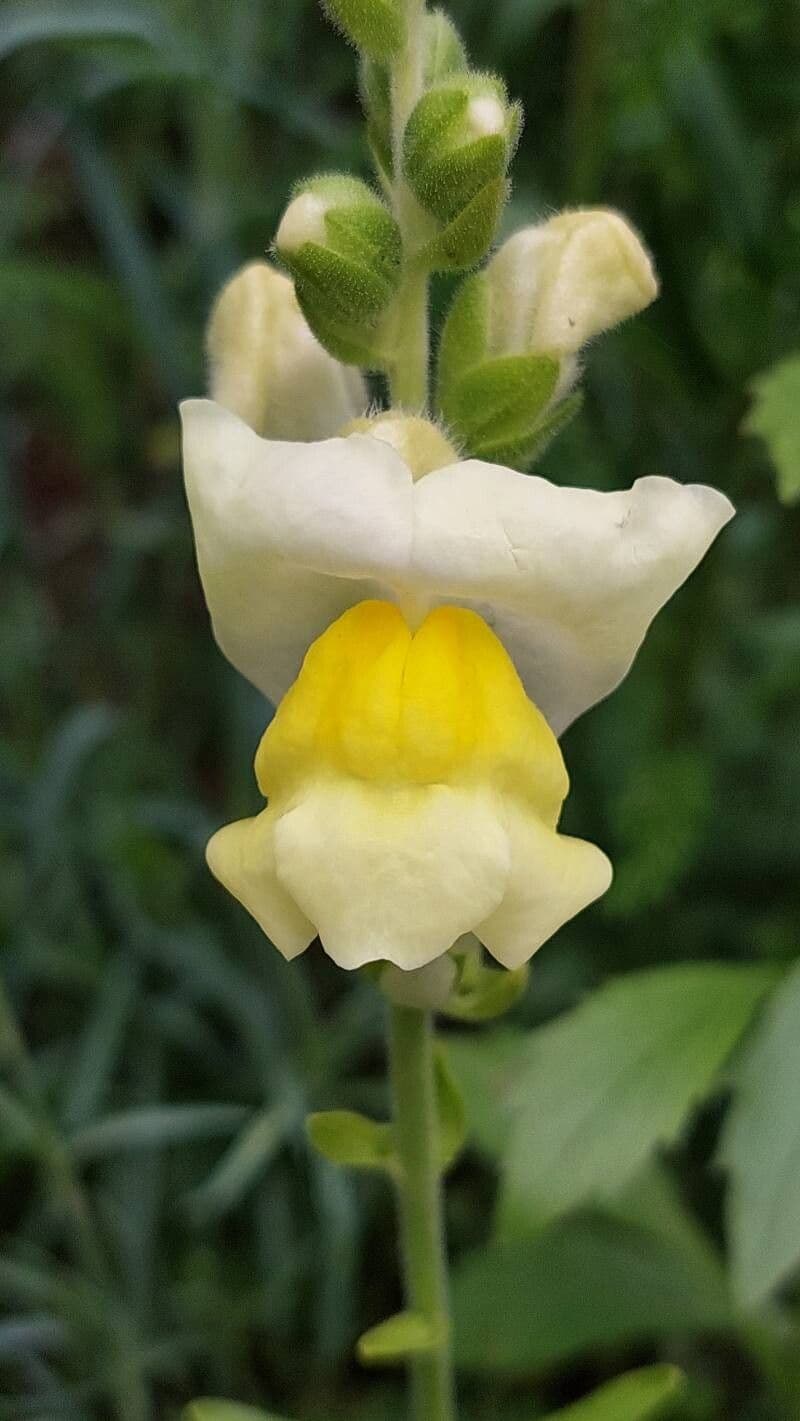 Antirrhinum majus