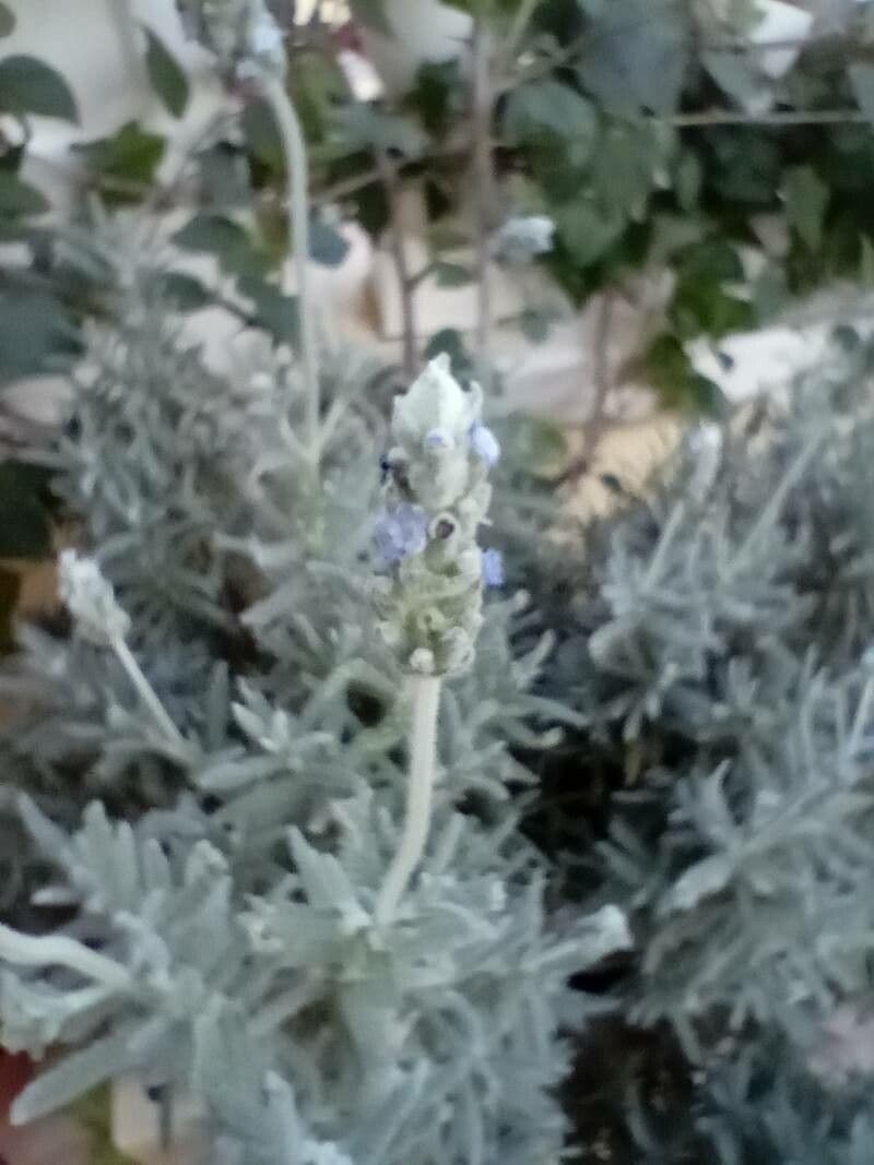 Lavandula dentata