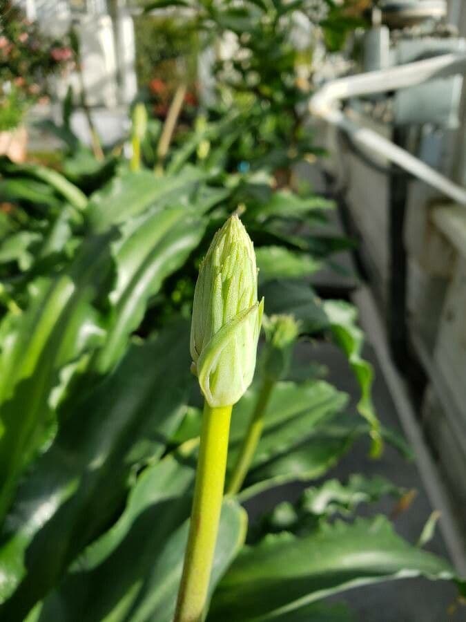 Veltheimia bracteata