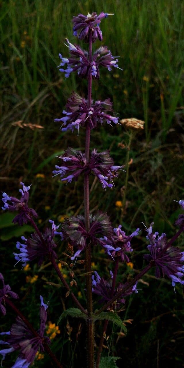 Salvia verticillata