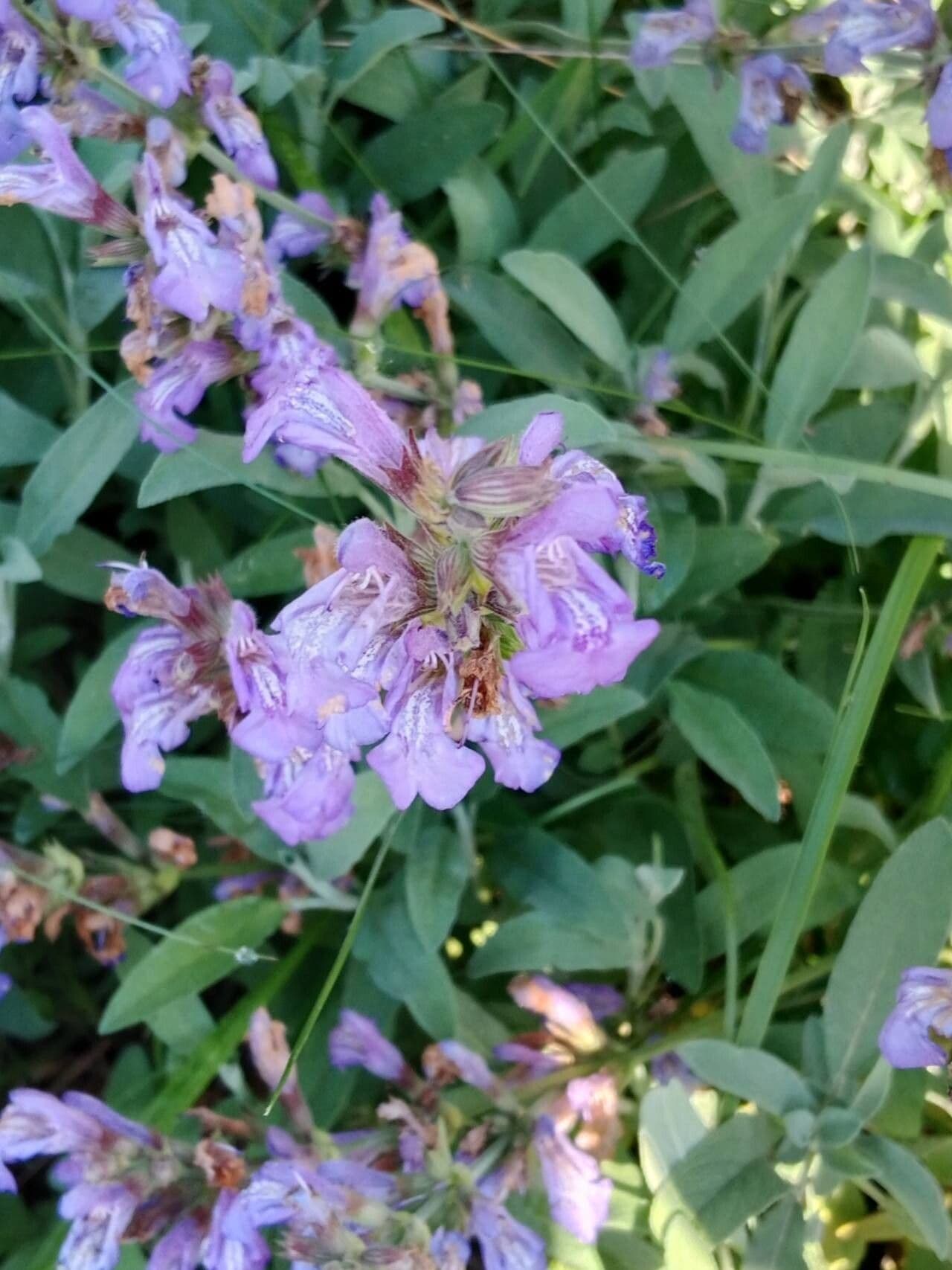 Salvia officinalis