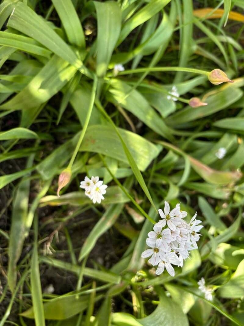 Allium trifoliatum