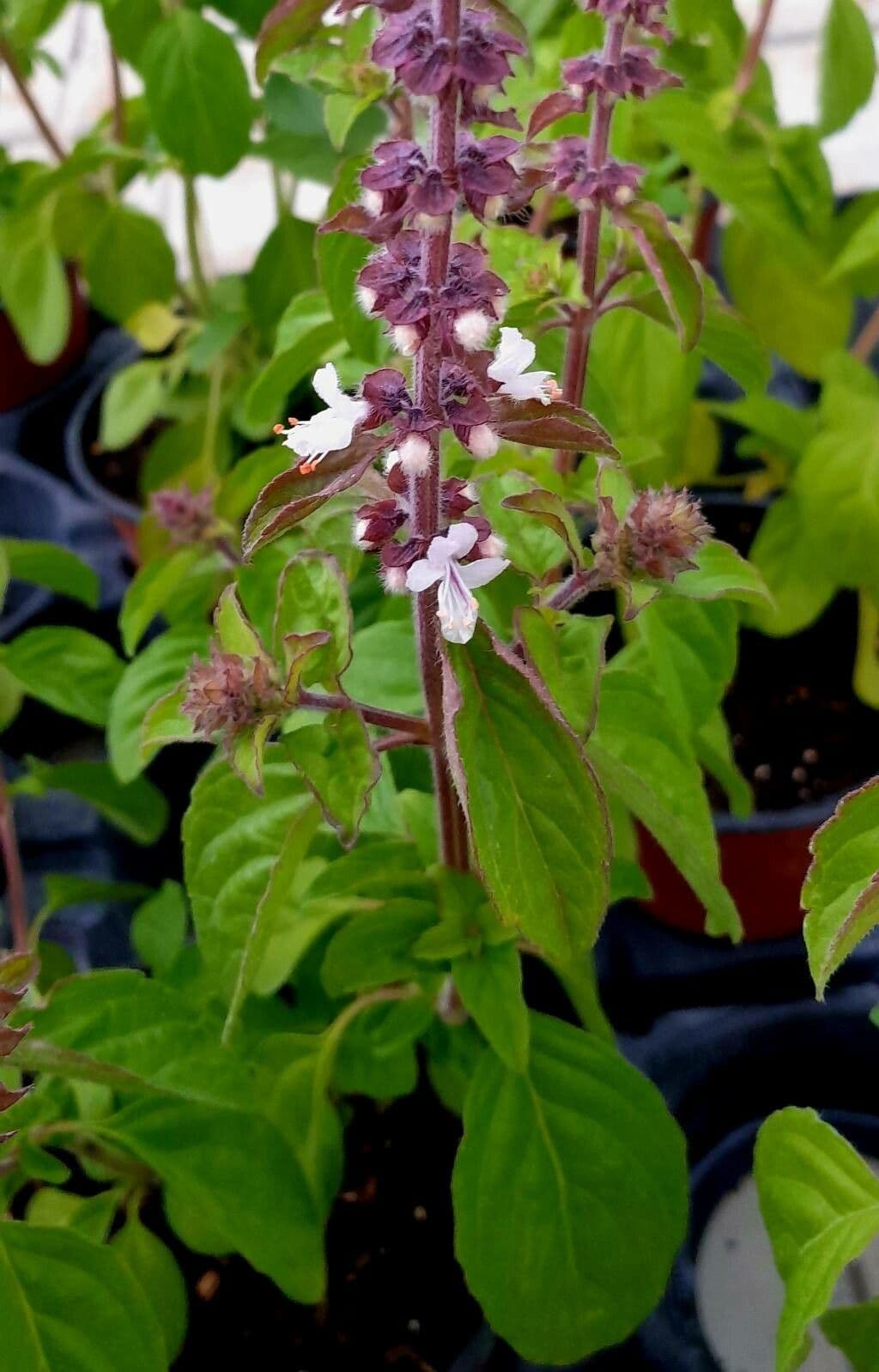 Ocimum kilimandscharicum