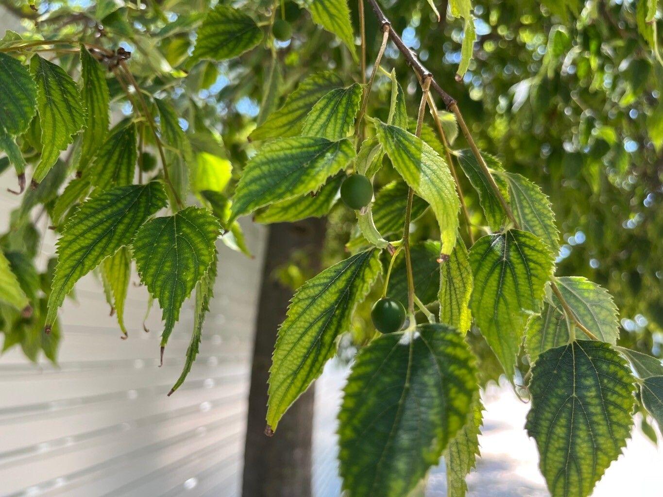 Celtis africana