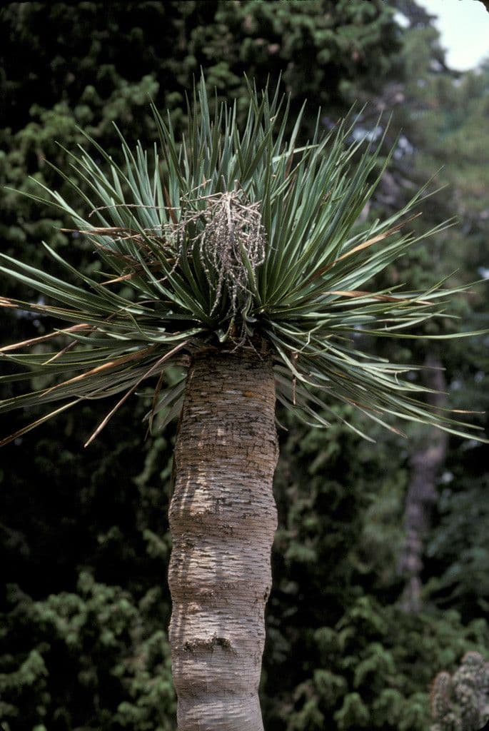 Dracaena draco