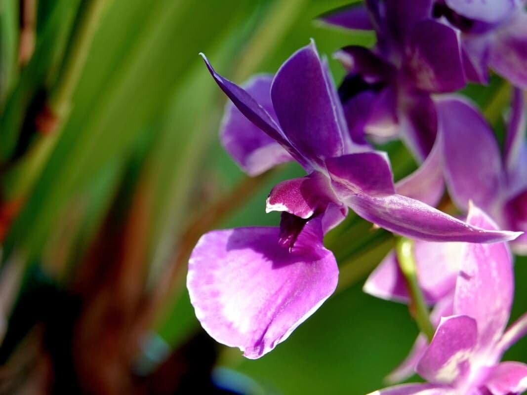 Dendrobium victoriae-reginae