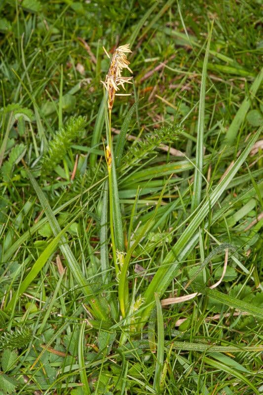 Carex caryophyllea