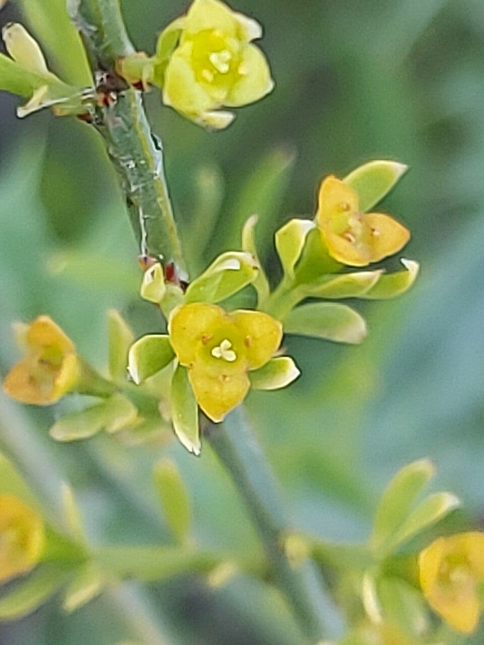 Osyris alba