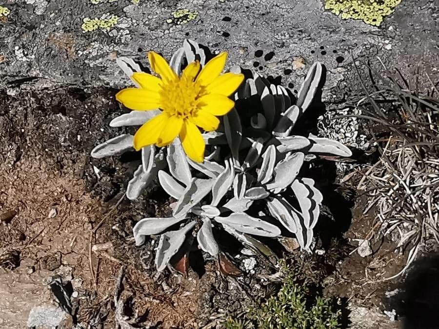 Jacobaea uniflora