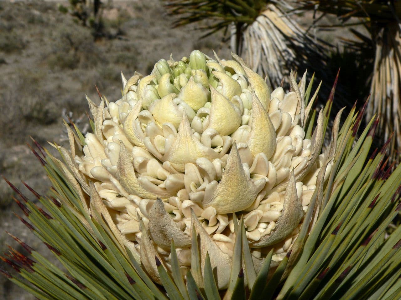 Yucca brevifolia