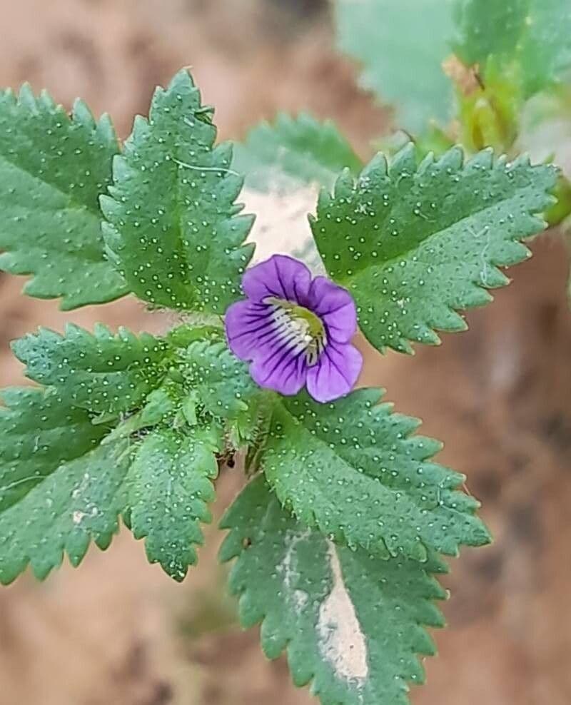 Stemodia verticillata