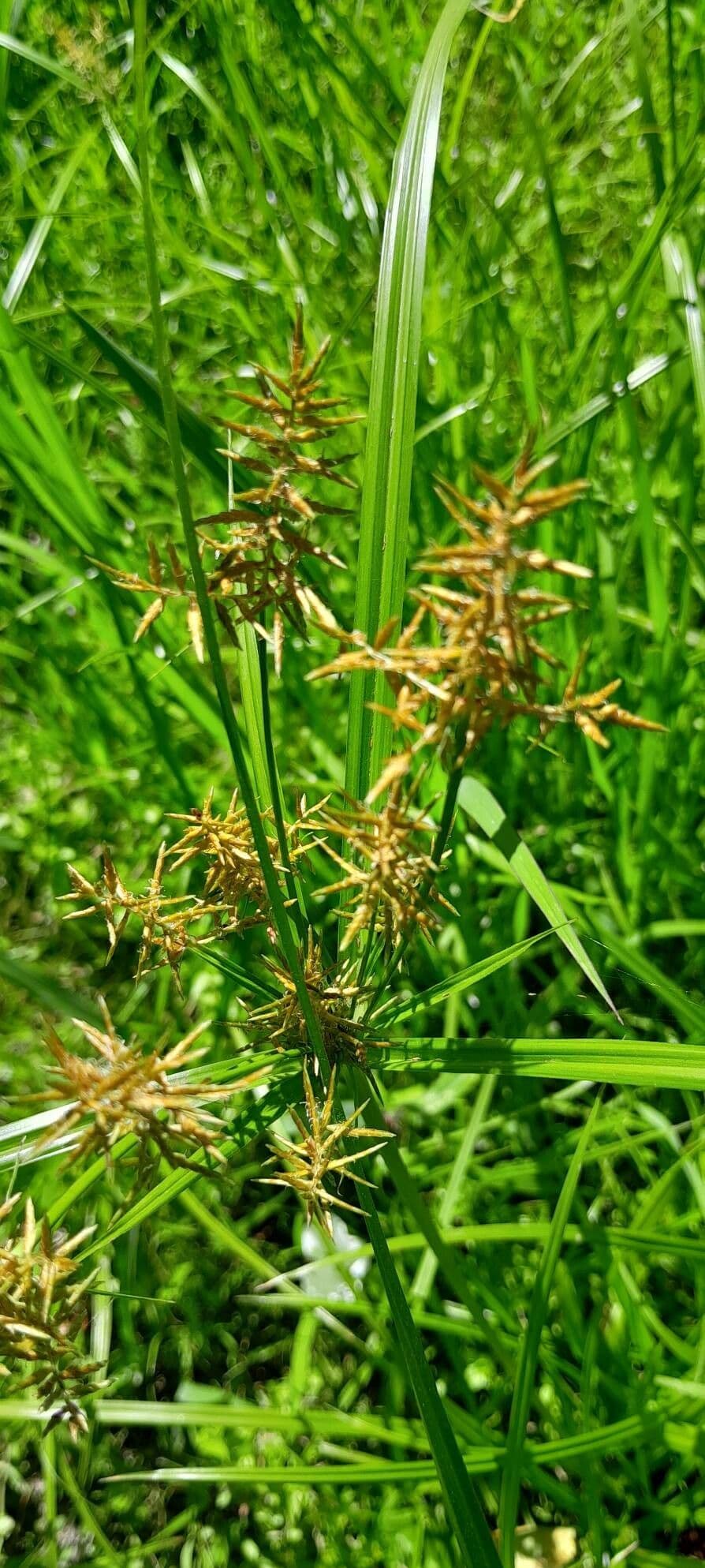 Cyperus esculentus