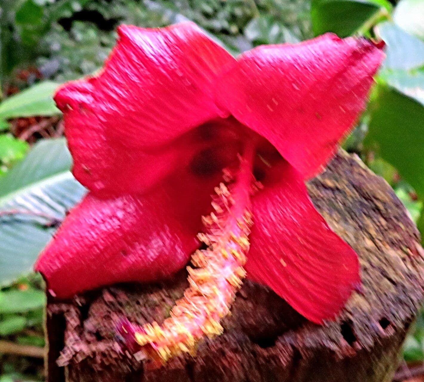 Hibiscus elatus