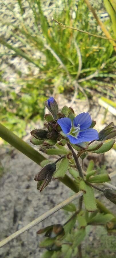 Veronica triphyllos