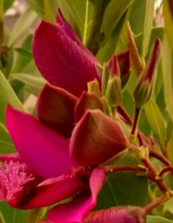 Polygala myrtifolia