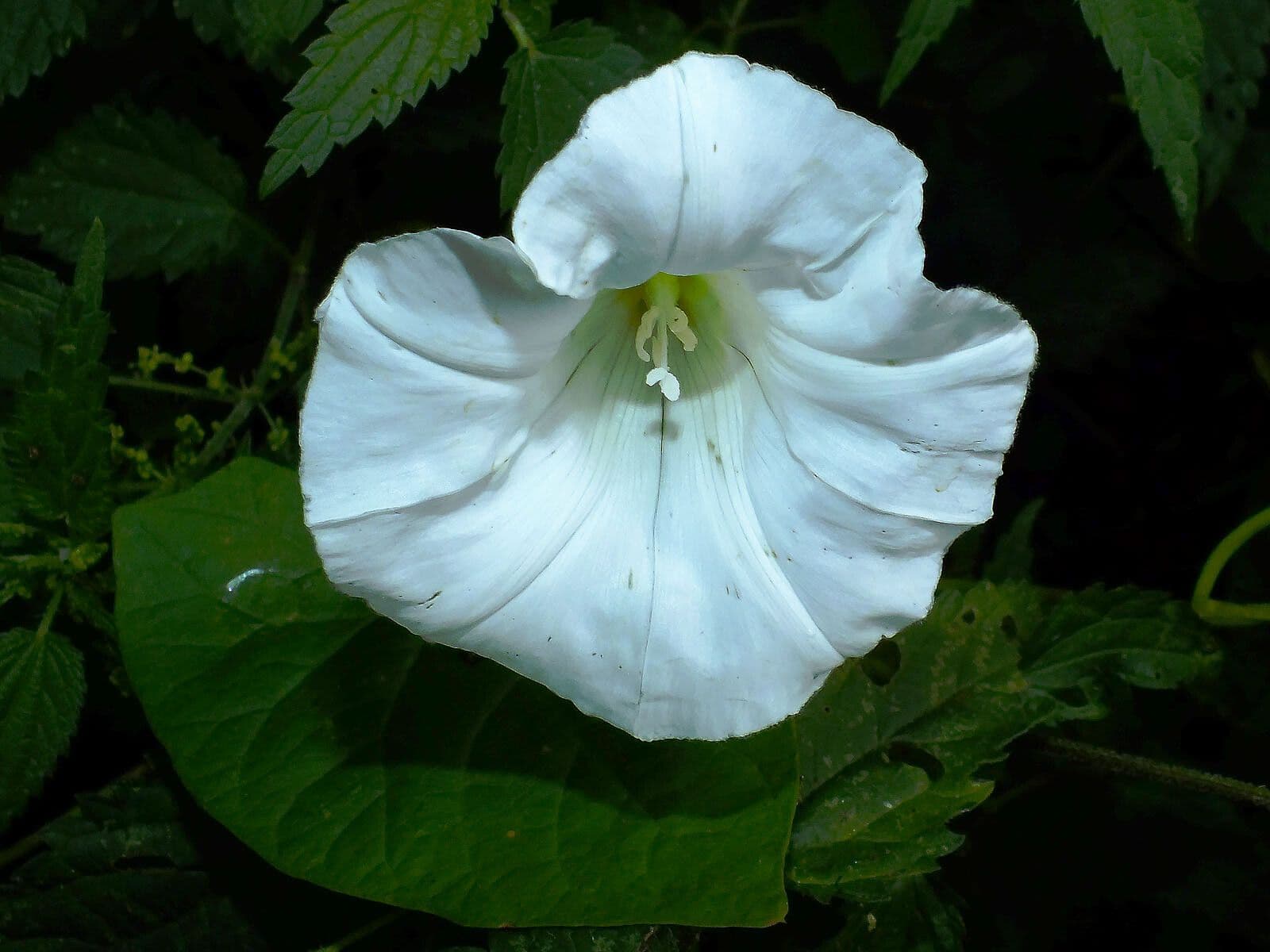 Calystegia silvatica