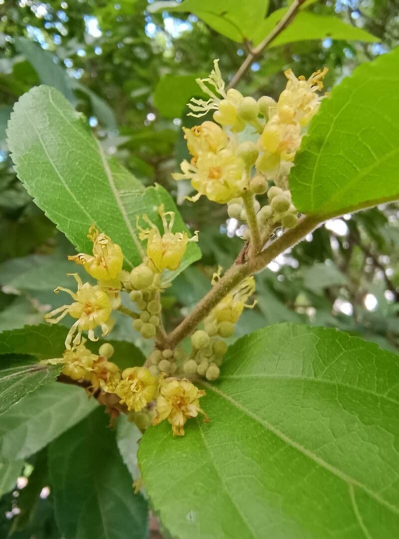 Guazuma ulmifolia