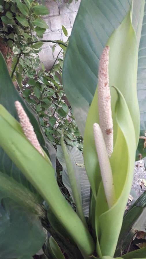 Dieffenbachia nitidipetiolata