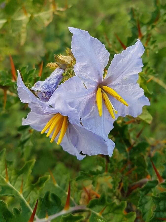 Solanum sisymbriifolium