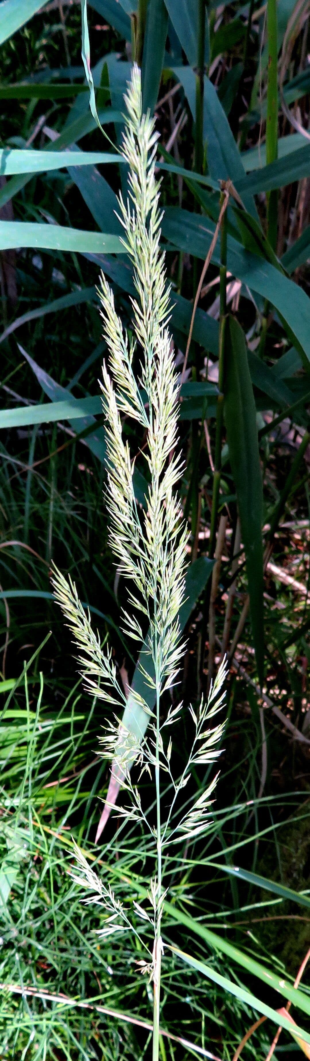 Calamagrostis epigejos