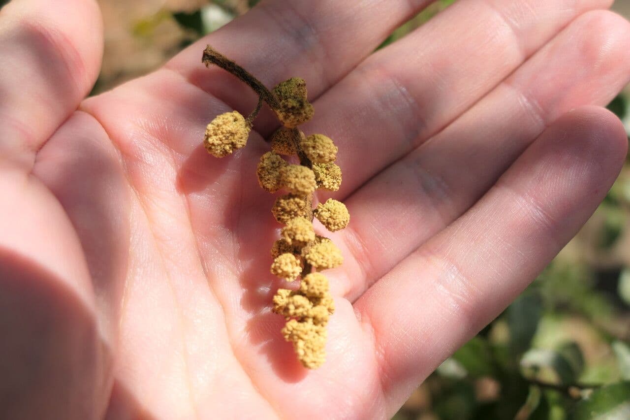 Myrica cerifera