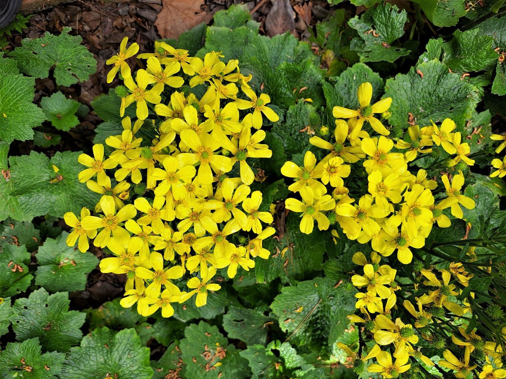 Ranunculus cortusifolius