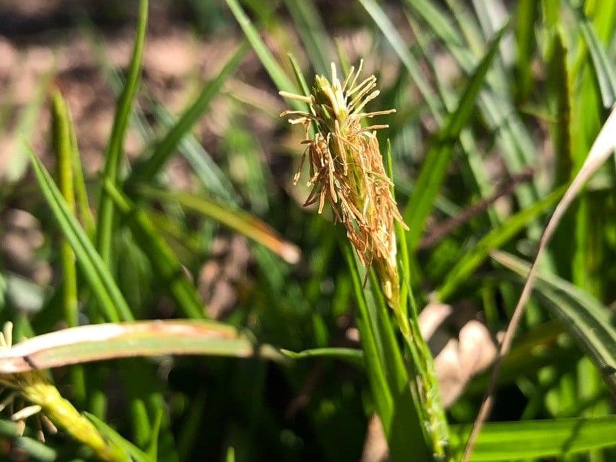 Carex caryophyllea