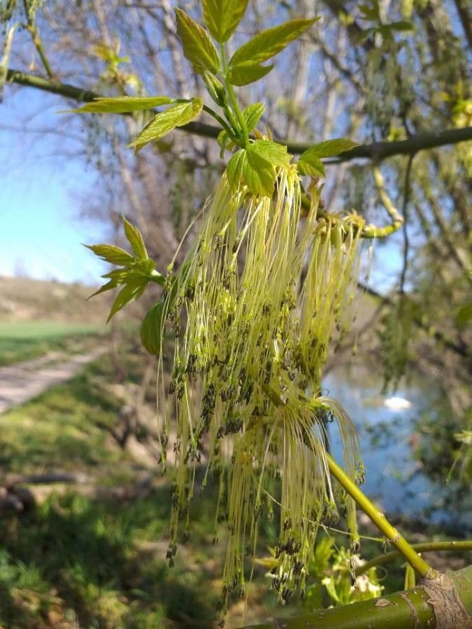 Acer negundo