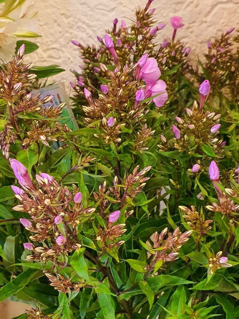 Phlox maculata