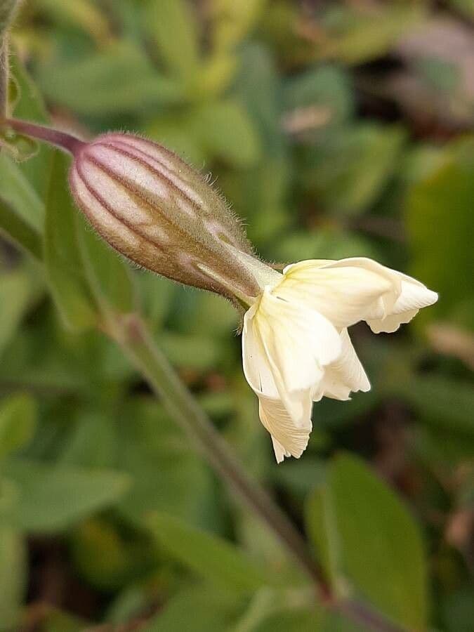 Silene latifolia