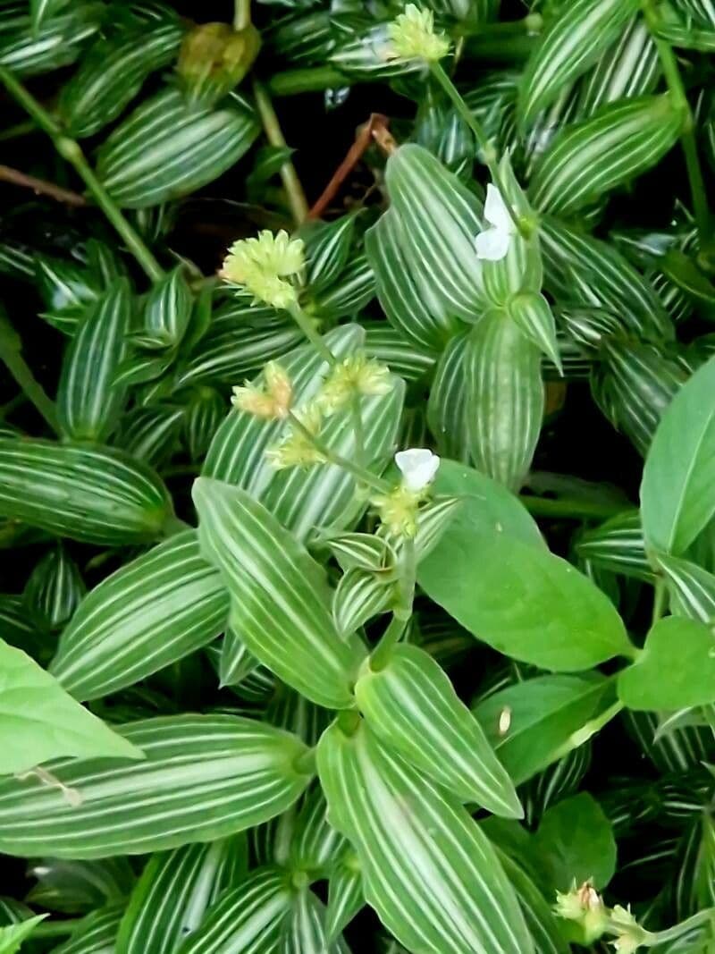 Callisia gentlei