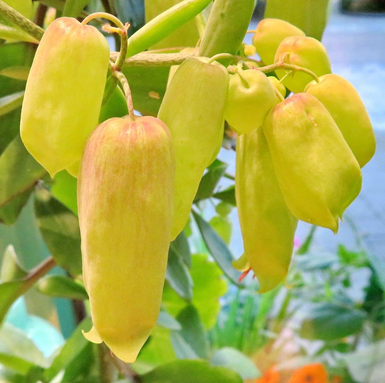 Kalanchoe pinnata