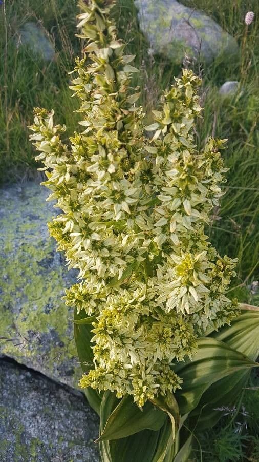 Veratrum californicum