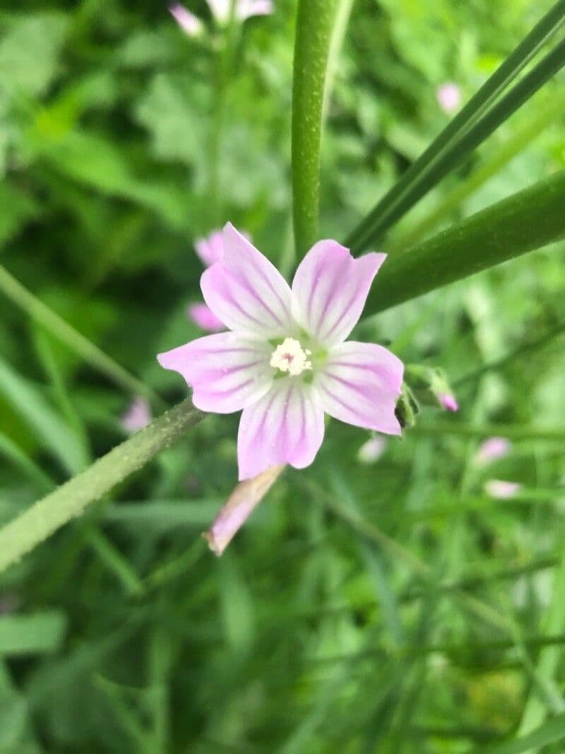 Malva nicaeensis