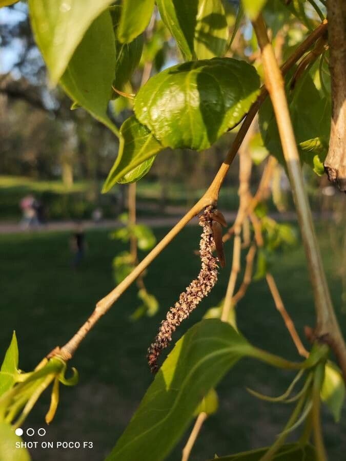 Populus balsamifera