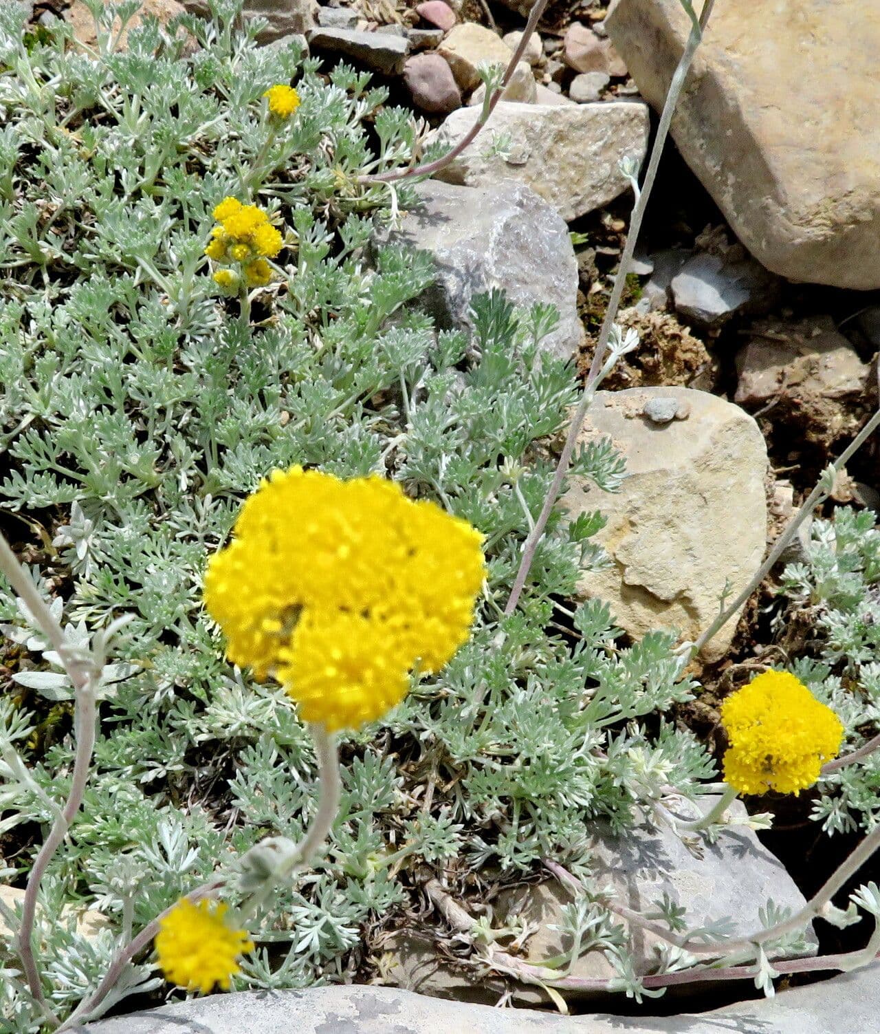 Artemisia umbelliformis