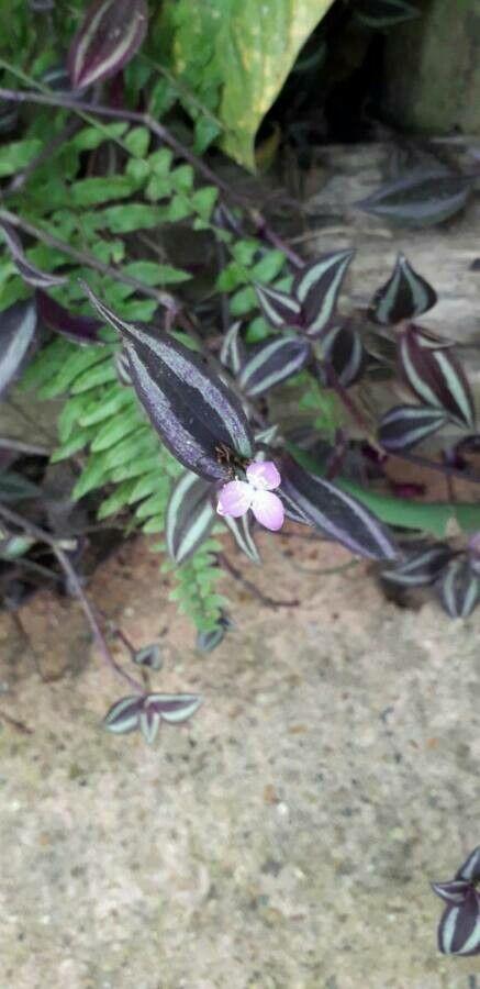 Tradescantia zebrina