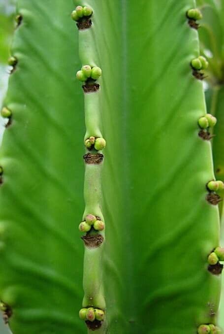 Euphorbia abyssinica