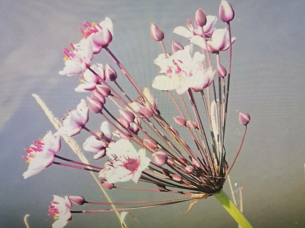 Butomus umbellatus