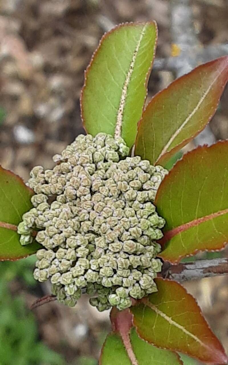 Viburnum prunifolium