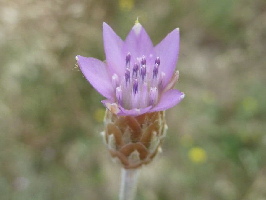 Xeranthemum cylindraceum