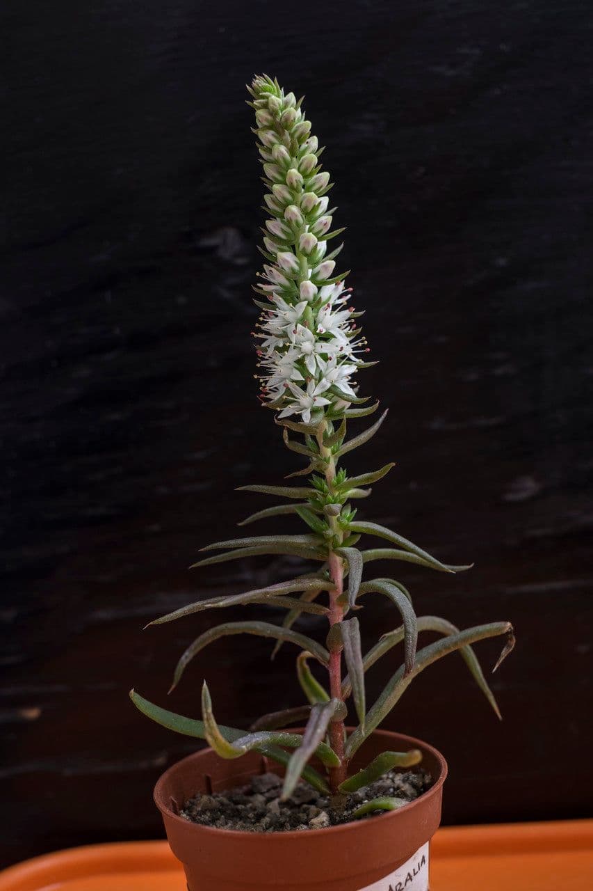 Orostachys japonica
