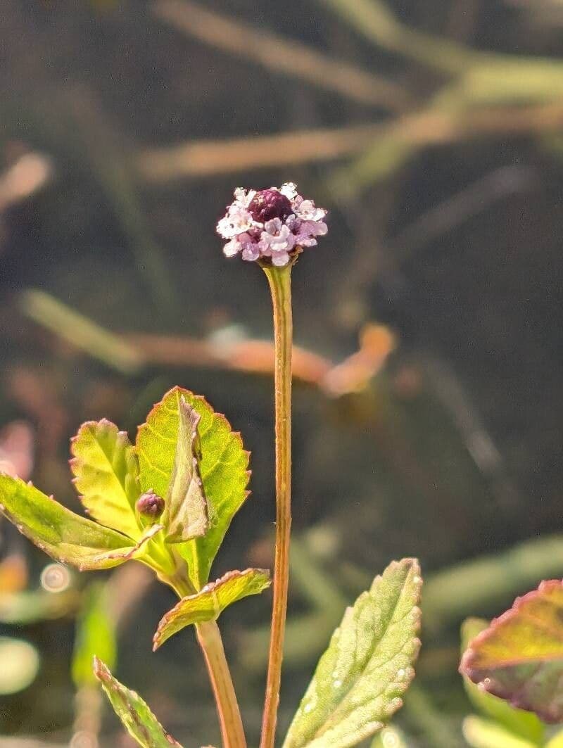 Phyla lanceolata