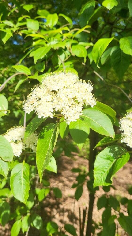 Viburnum lentago