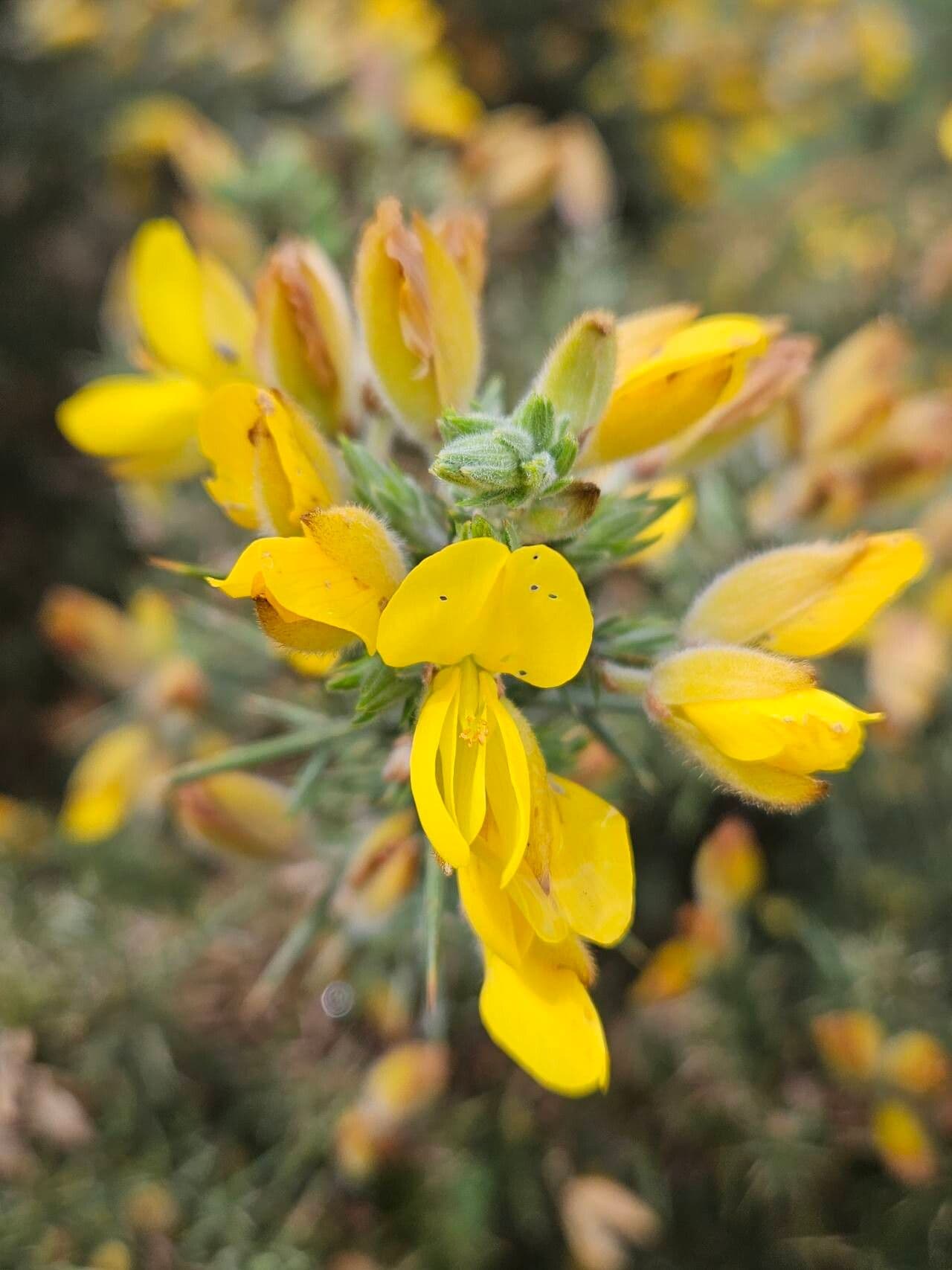 Ulex gallii